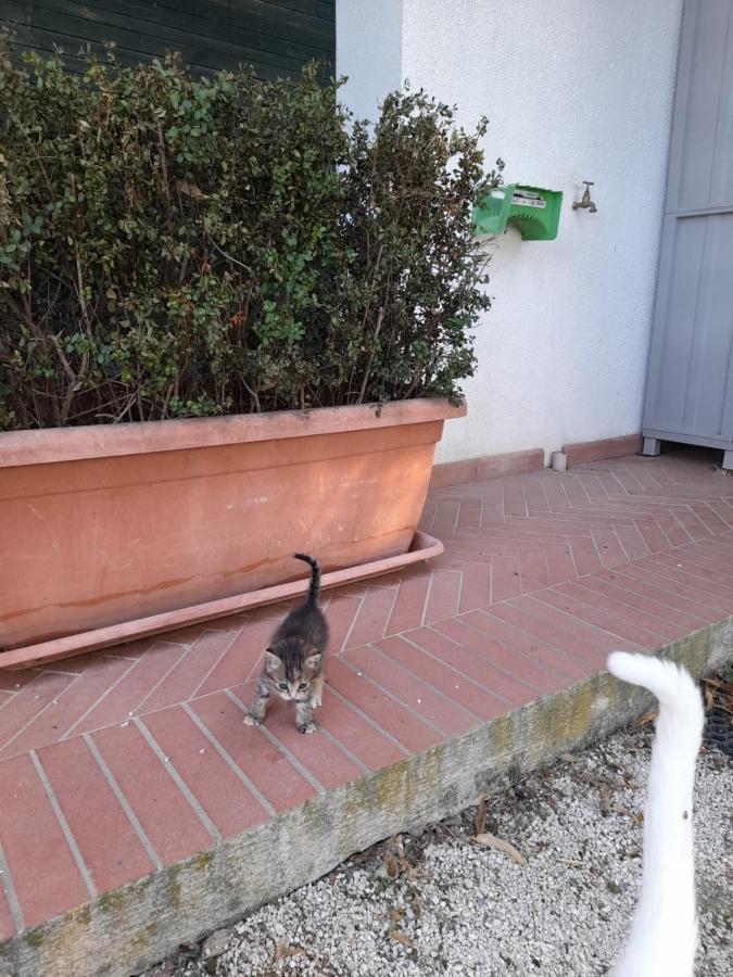 8380 Il Tiglio Verde Manciano Esterno foto